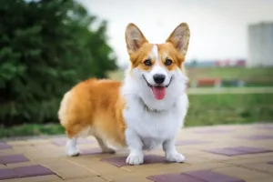 Corgi