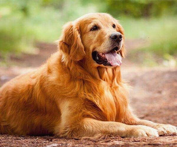 Golden Retriever