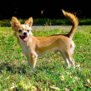 Chihuahua