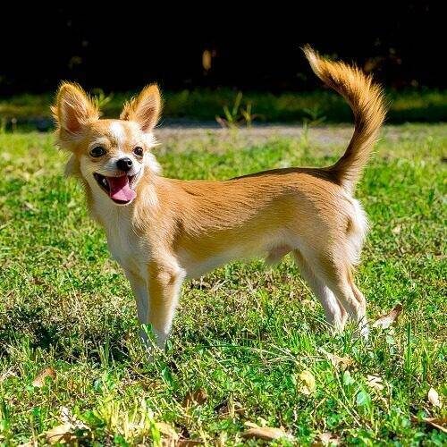 Chihuahua