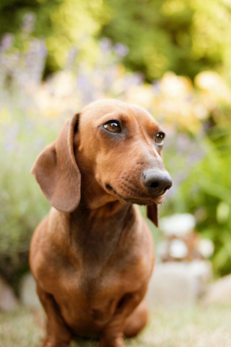Dachshund