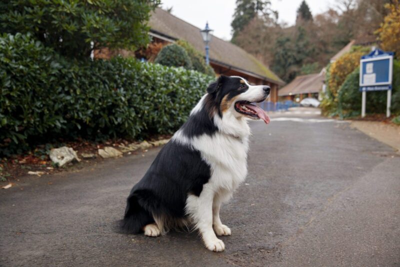 Border Collie