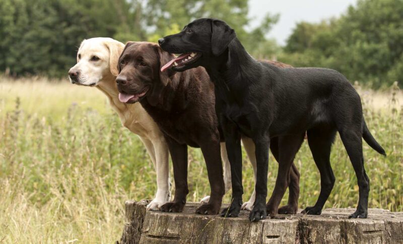 Labrador Retriever