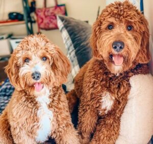 Goldendoodle