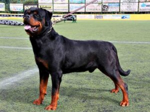 Rottweiler
